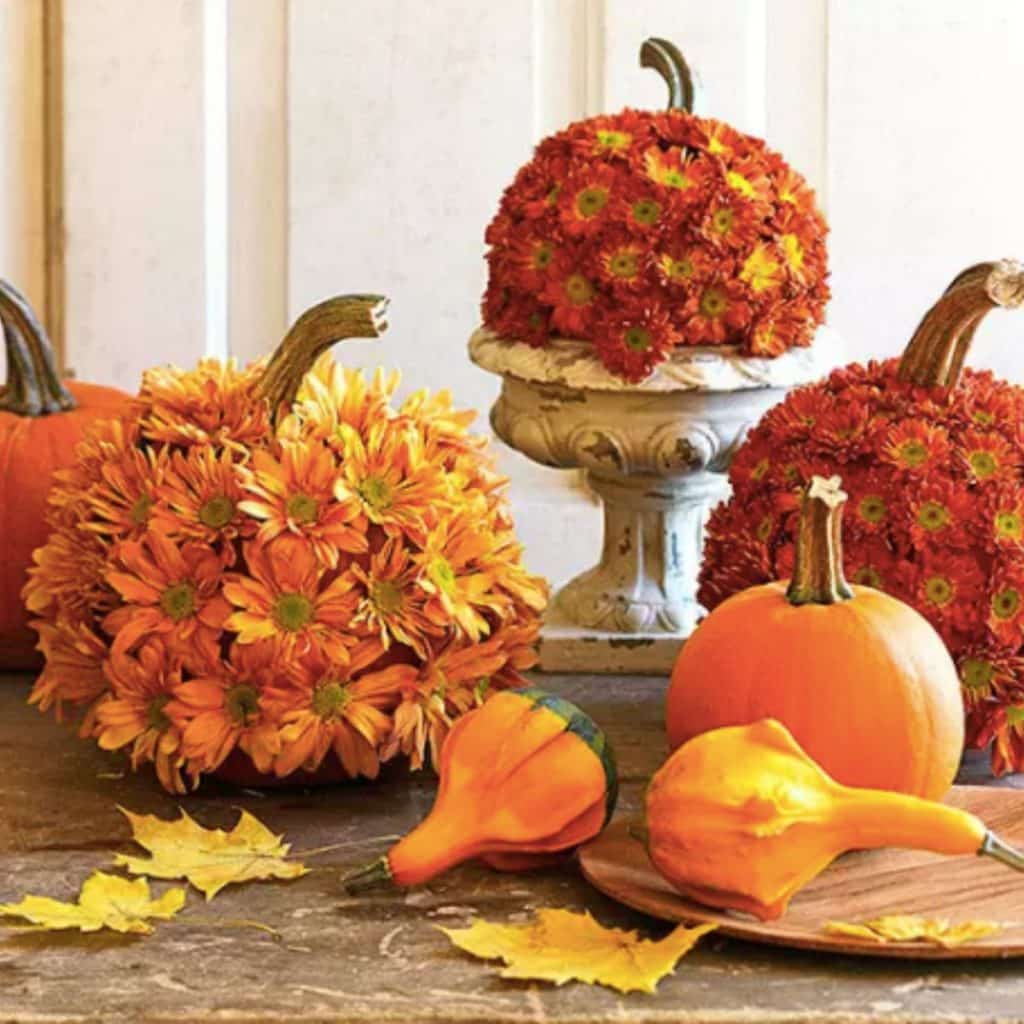 a diy showing pumpkins covered in mums an as autumn decorating idea