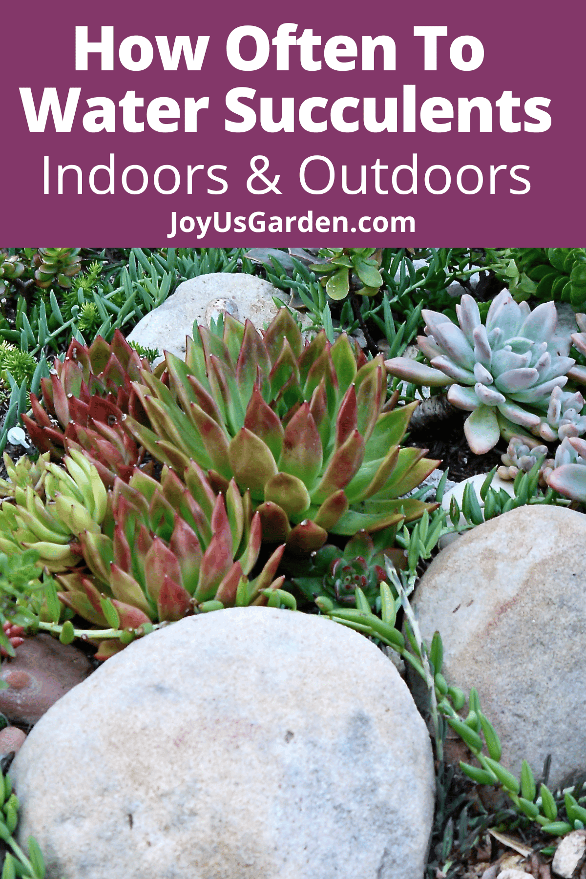 How Often To Water Succulents 2024 Guide