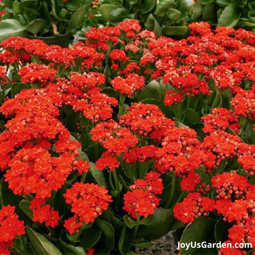 close up of red flowering kalanchoe plants in full bloom