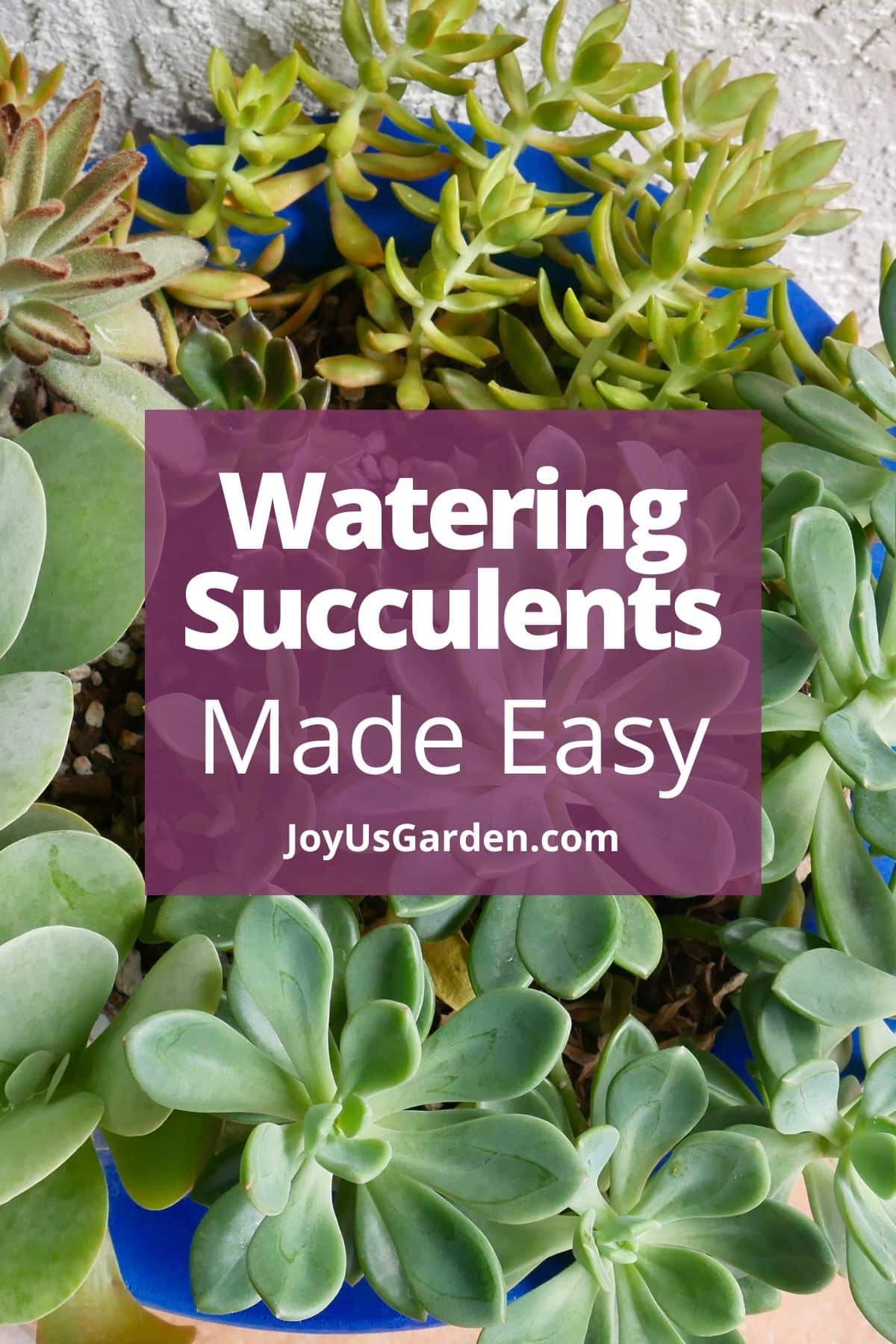 How Often To Water Succulents 2024 Guide