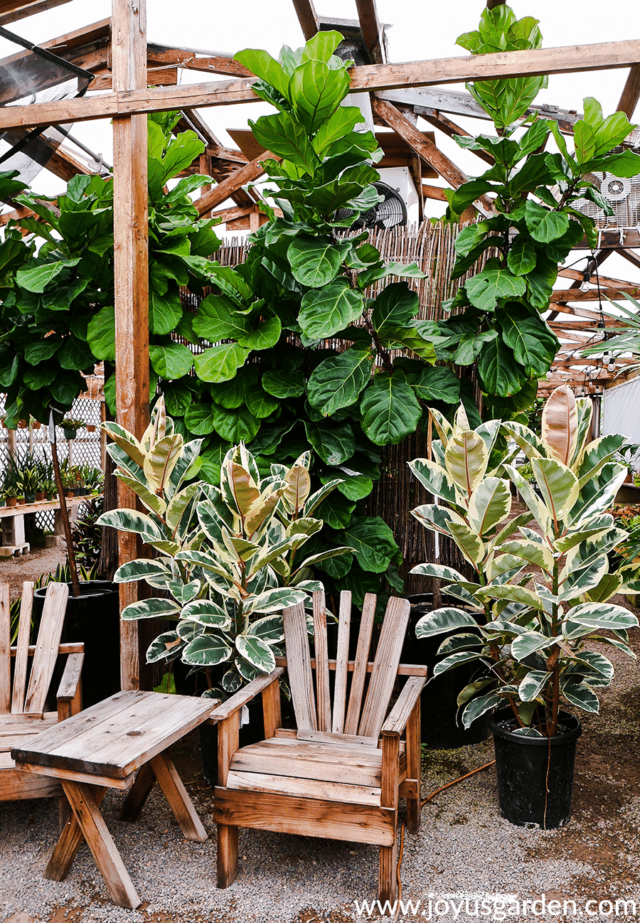a large fiddleleaf fig & 2 variegated rubber plants sit behind a rustic table & chair set