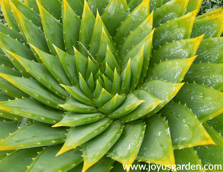 looking down on a large spiral aloe