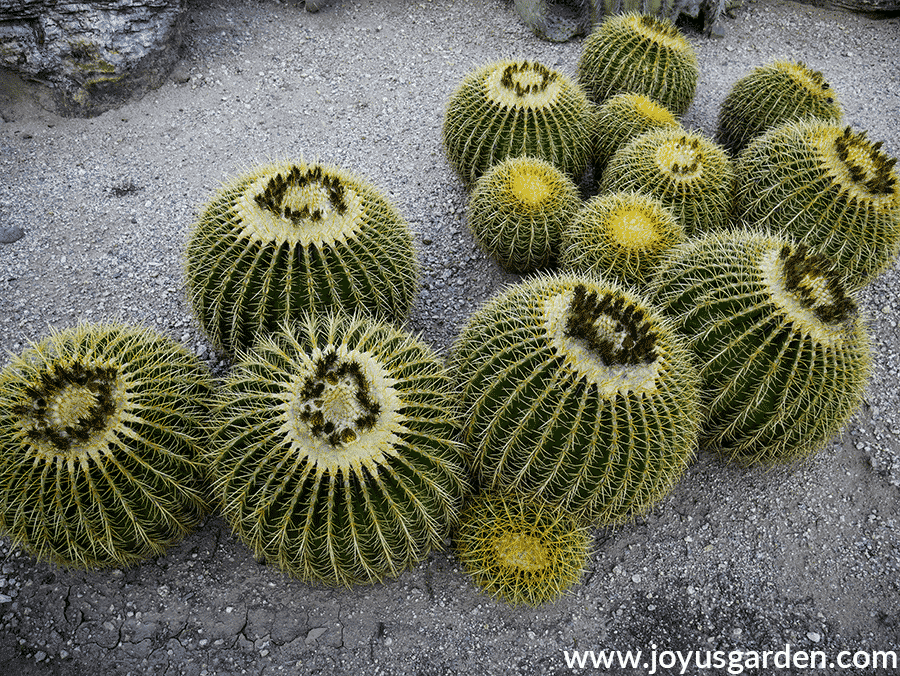 looking down on a planting of golden barrel cacti at green things nursery