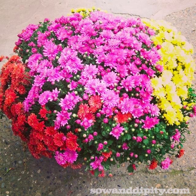 looking down on a large rust hot pink & yellow mum planter