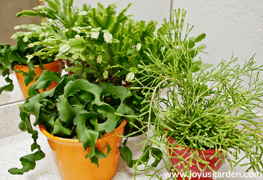 christmas cactus, epiphyllum & dancing bones succulent plants grouped together