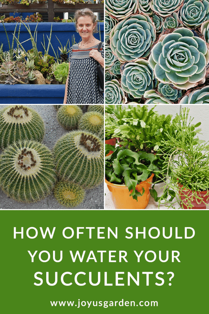 How often to water succulents 2023 guide