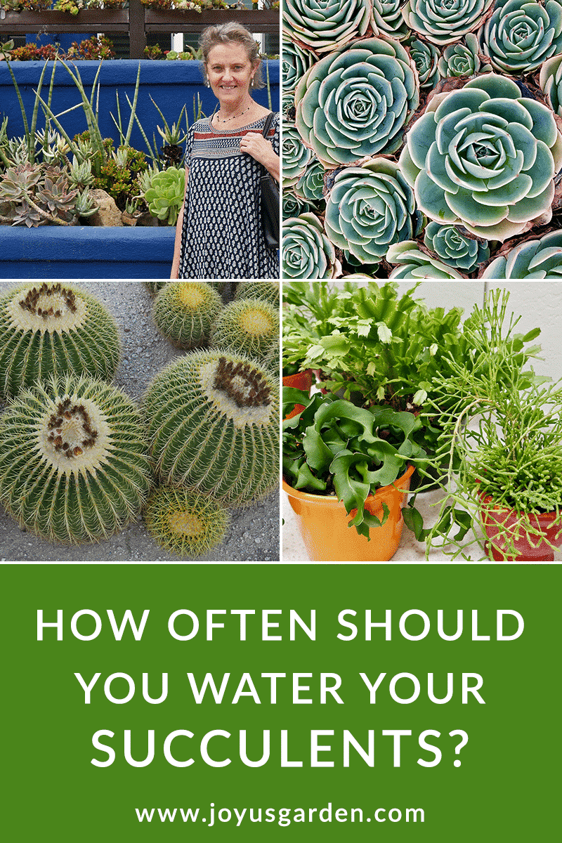4 photo collage of different types of succulents and cacti. nell foster featured in photo in front of succulent tapestry text reads how ofter should you water succulents? joyusgarden.com