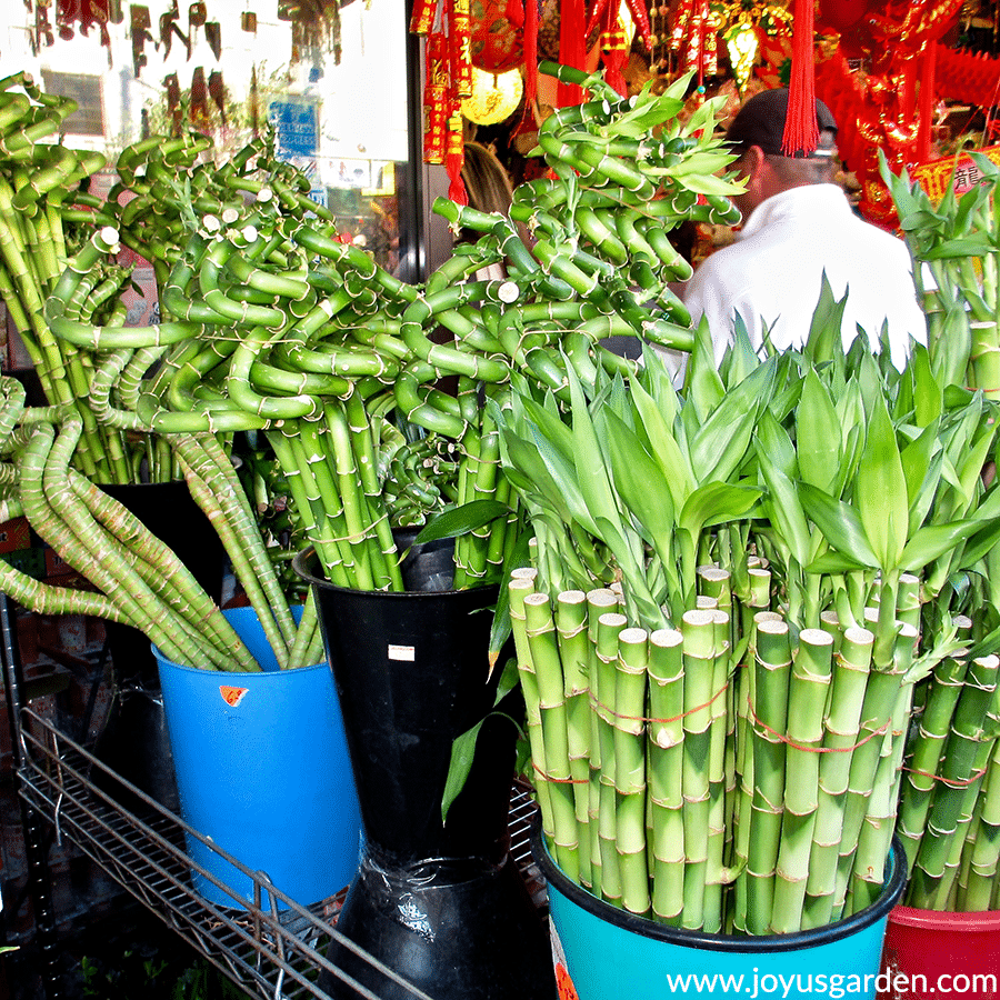 buckets of lucky bamboo dracaena sanderiana stalks for sale sits in buckets in LA Chinatown