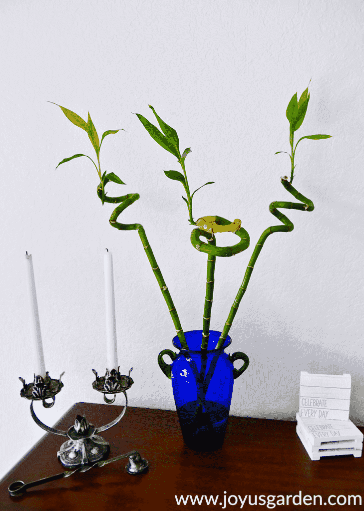 3 spiral stalks or canes of lucky bamboo dracaena sanderiana grow in a blue vase next to a candlestick