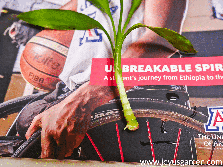 close up of a small lucky bamboo dracaena sanderiana stem with a few small roots appearing