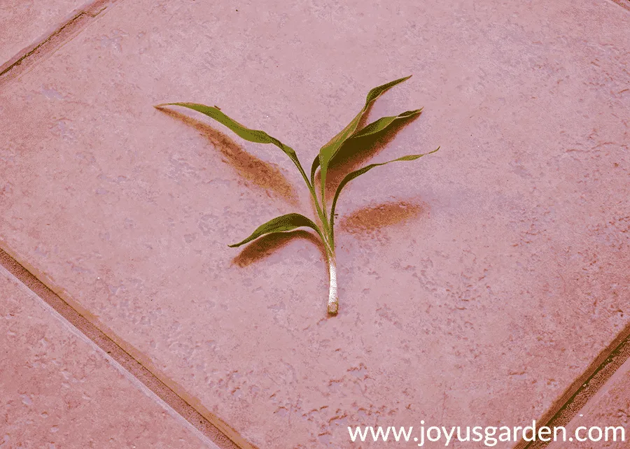 a small lucky bamboo dracaena sanderiana stem with the lower foliage stripped off