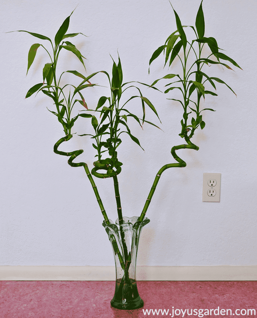 3 stalks of spiral lucky bamboo dracaena sanderiana with tall stems in a clear vase sit on the floor