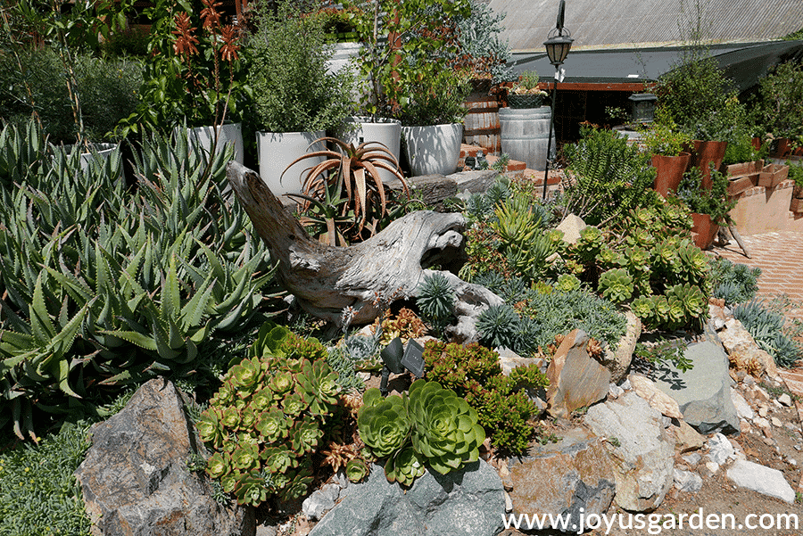 a mixture of colorful succulents grow in a rock garden at barrel & branches nursery