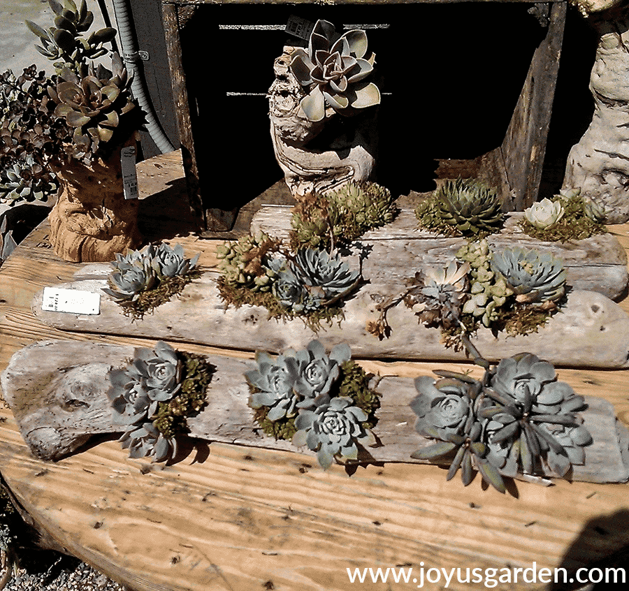 succulents planted in driftwood at roger's gardens