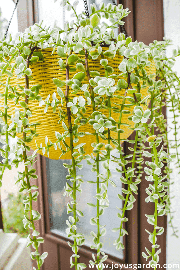 close up of a variegated elephant bush portulacaria afra trailing out of a bright yellow pot