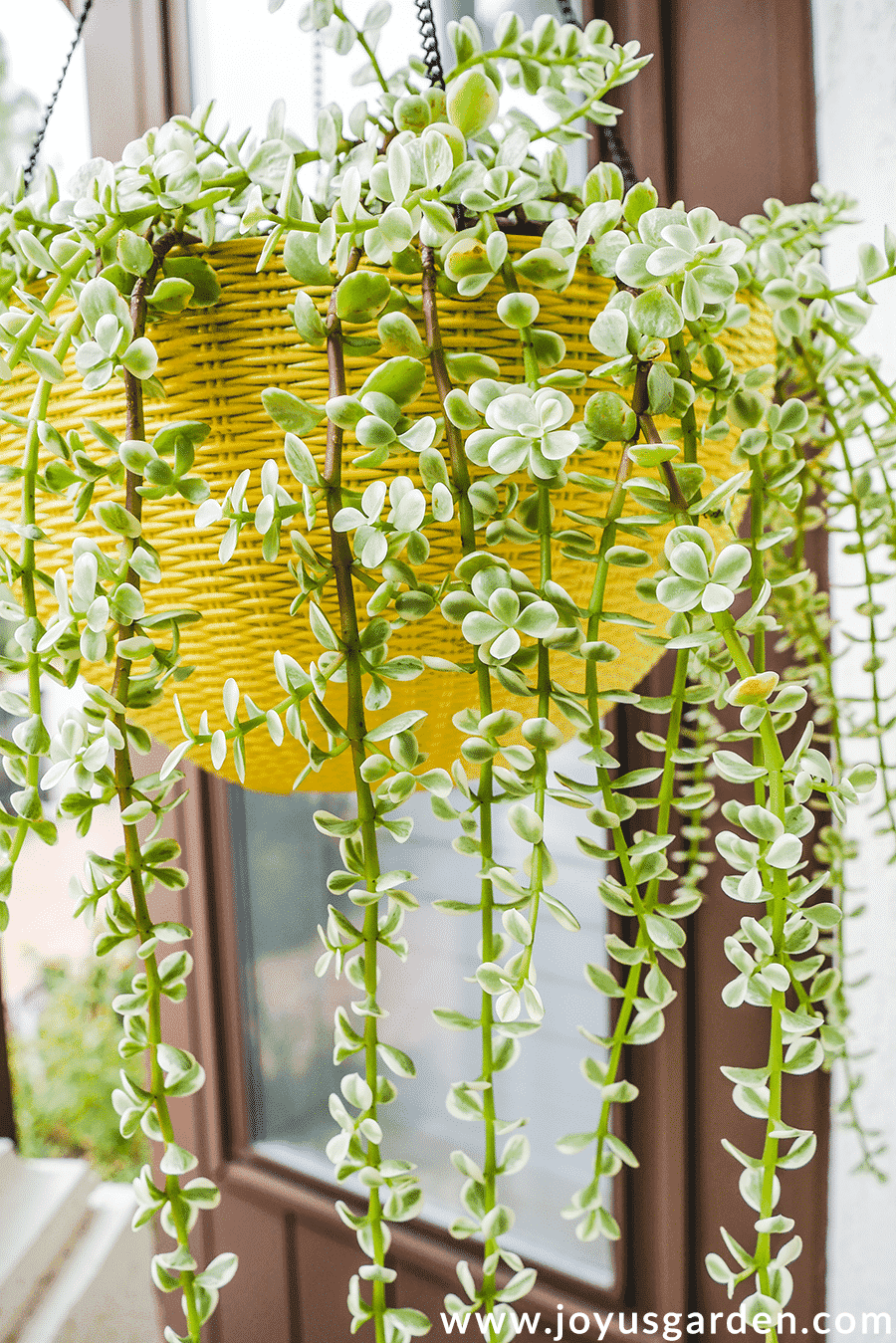 Repotting Portulacaria Afra (Elephant Bush): A Beautiful Hanging Succulent
