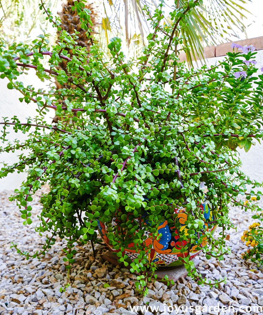 a solid green elephant bush portulacaria afra grows in a large talavera ceramic pot