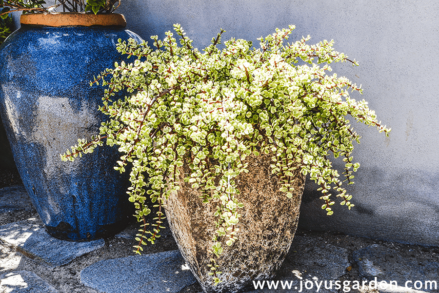 a large variegated elephant bush portulacaria afra grows in a tall earth colored ceramic urn