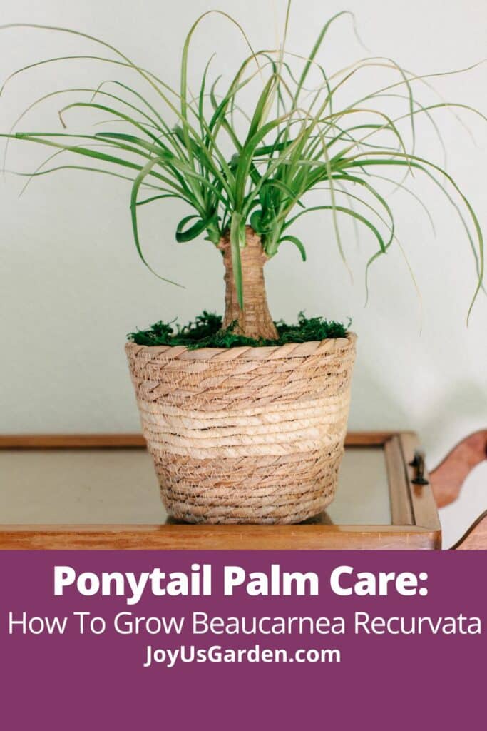 Ponytail palm in plant basket on tea cart text reads Ponytail Palm Care: How To Grow Beaucarnea Recurvata joyusgarden.com