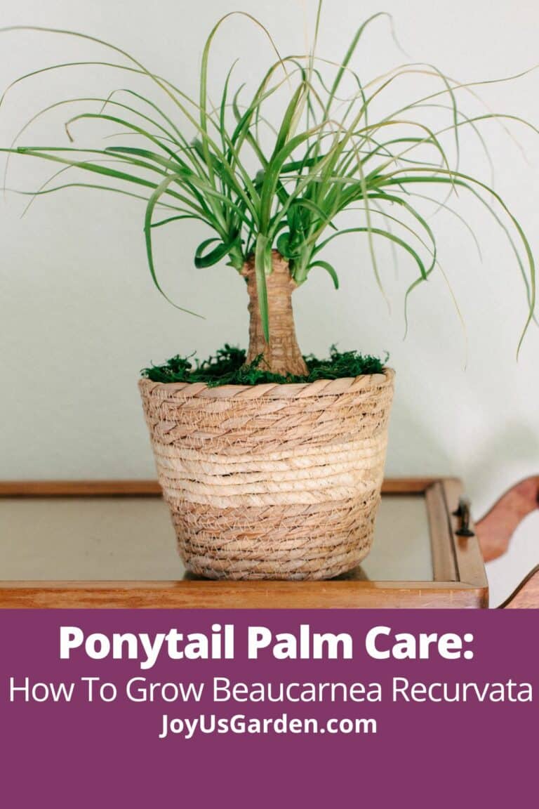 Ponytail Palm Care: How To Grow Beaucarnea Recurvata