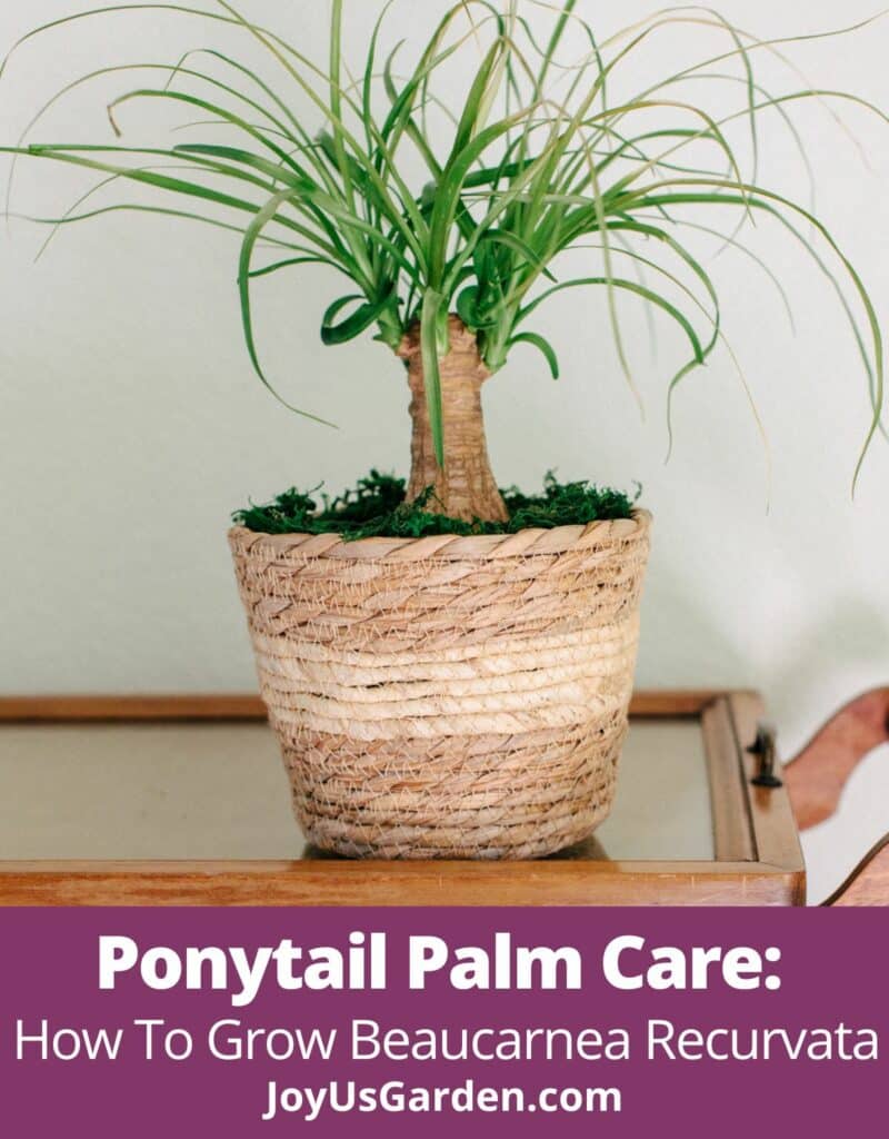 Ponytail palm in plant basket on tea cart text reads Ponytail Palm Care: How To Grow Beaucarnea Recurvata joyusgarden.com