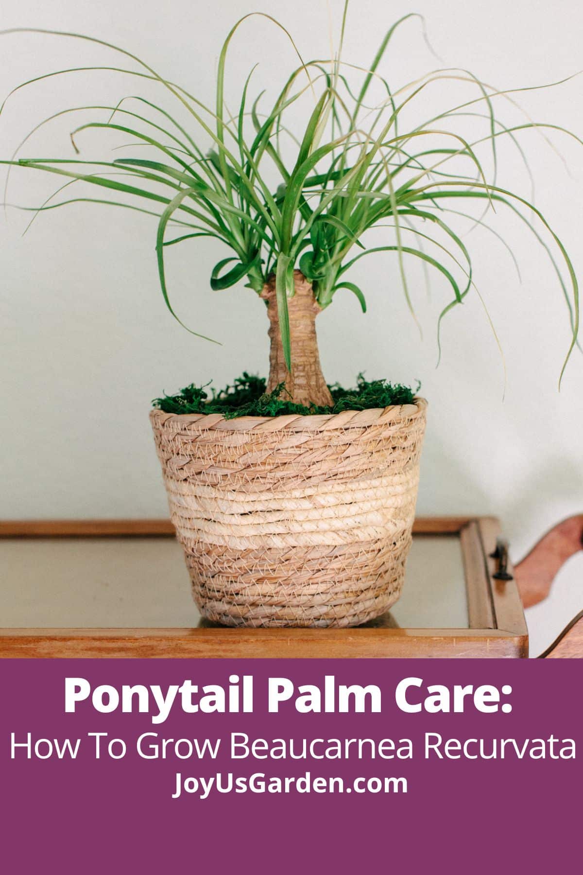 Ponytail palm in plant basket on tea cart text reads Ponytail Palm Care: How To Grow Beaucarnea Recurvata joyusgarden.com