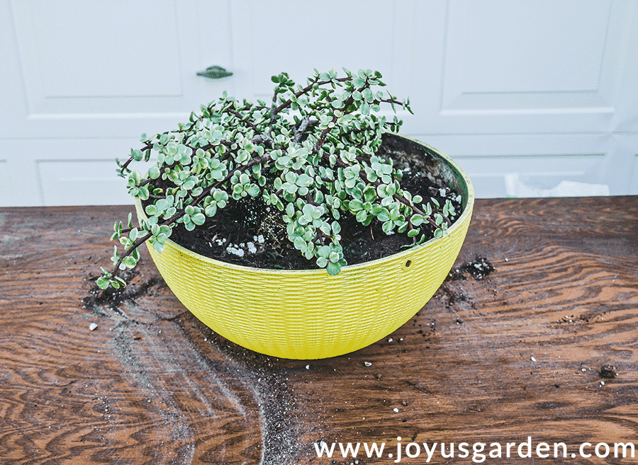 a variegated elephant bush portulacaria afra sits in a bright yellow pot on a potting table