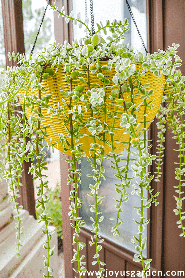 Repotting Portulacaria Afra (Elephant Bush): A Beautiful Hanging Succulent