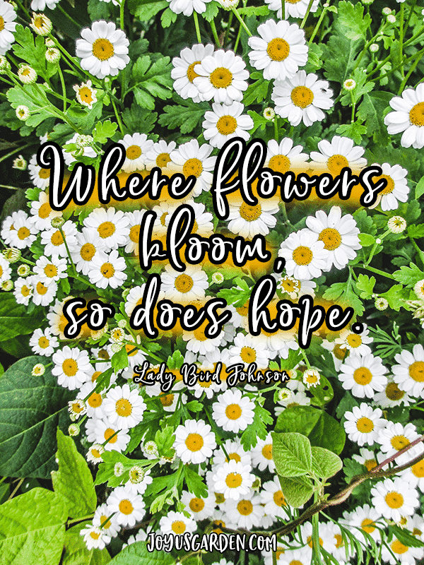 small white & yellow daisies with the quote where flowers bloom so does hope