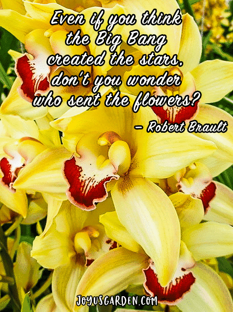 yellow cymbidium orchids with the quote even if you think the Big Bang created the stars, don't you wonder who sent the flowers