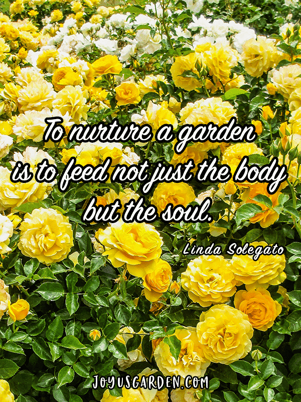 many yellow rose bushes with the quote to nurture a garden is to feed not just the body but the soul