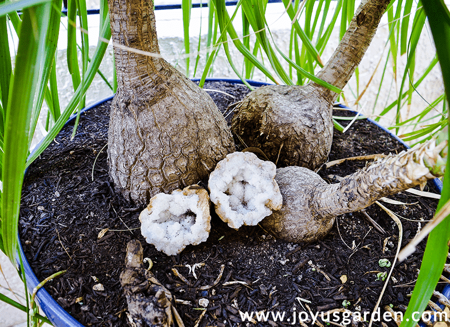 close up of 3 bulbous bases of a ponytail palm plant