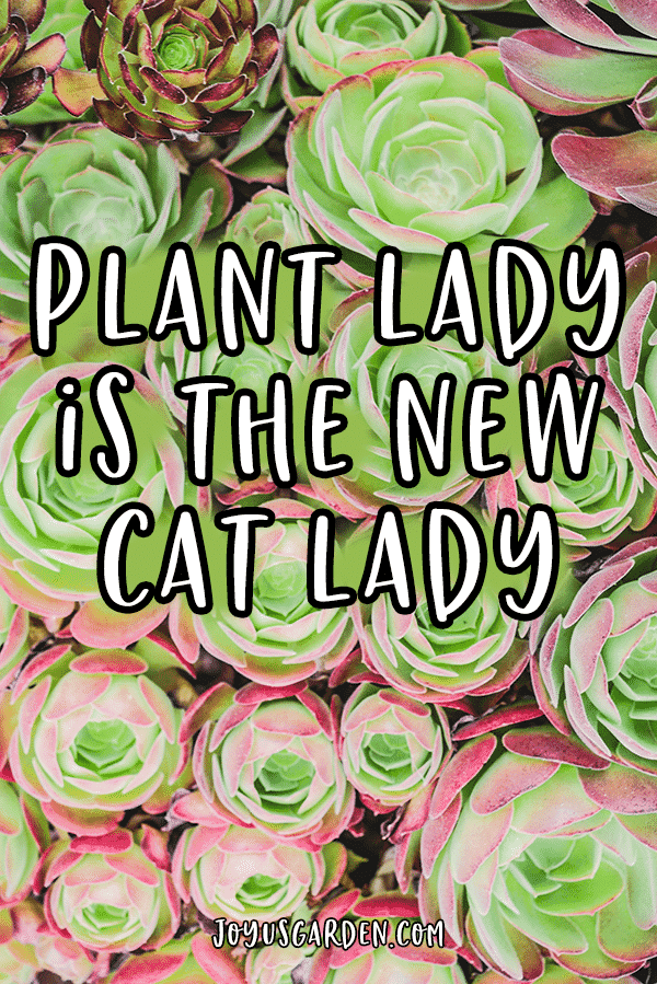 close up of red & green succulents with the quote plant lady is the new cat lady