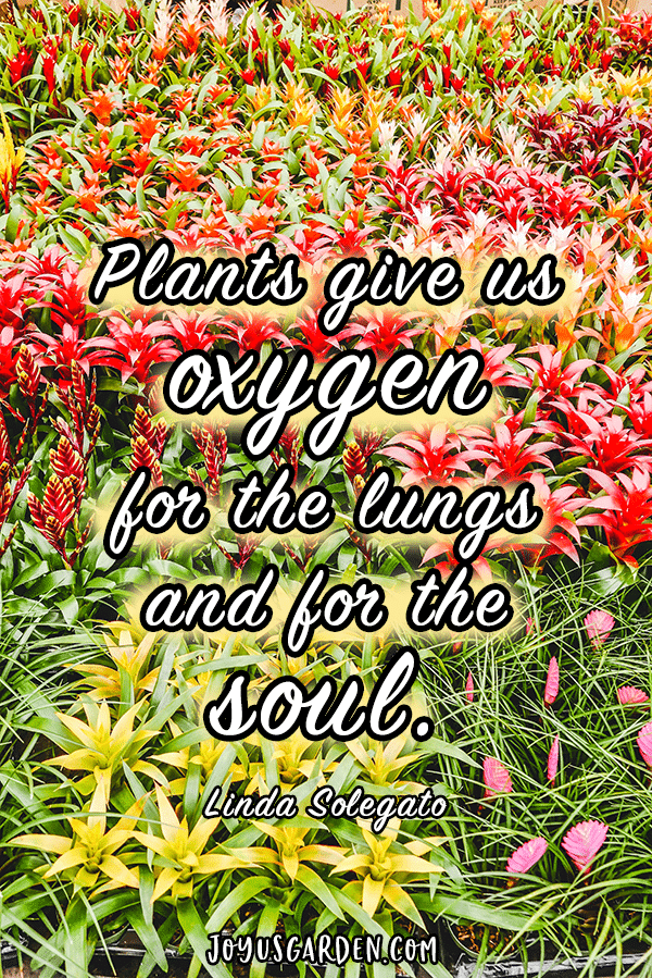 many types & colors of bromeliads the quote reads plants give us oxygen for the lungs & for the soul