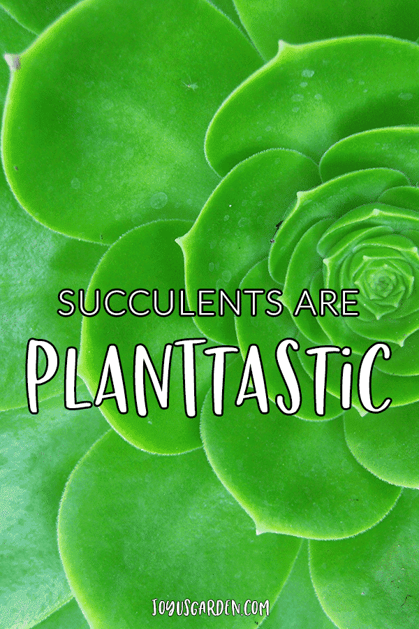 close up of a green aeonium with the quote succulents are plantastic