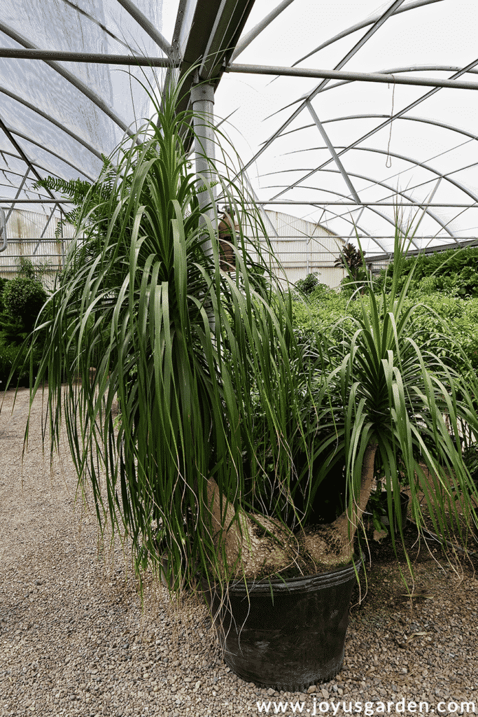 a very large double trunked ponytail palm beaucarnea recurvata grows in a greenhouse