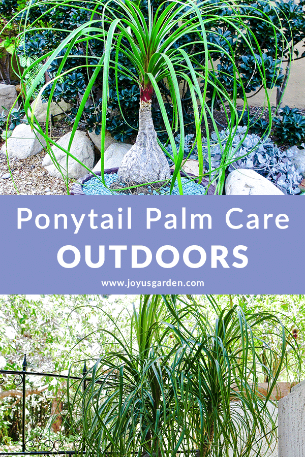 Outdoor Ponytail Palm Care Can You Plant Ponytail Palms Outside