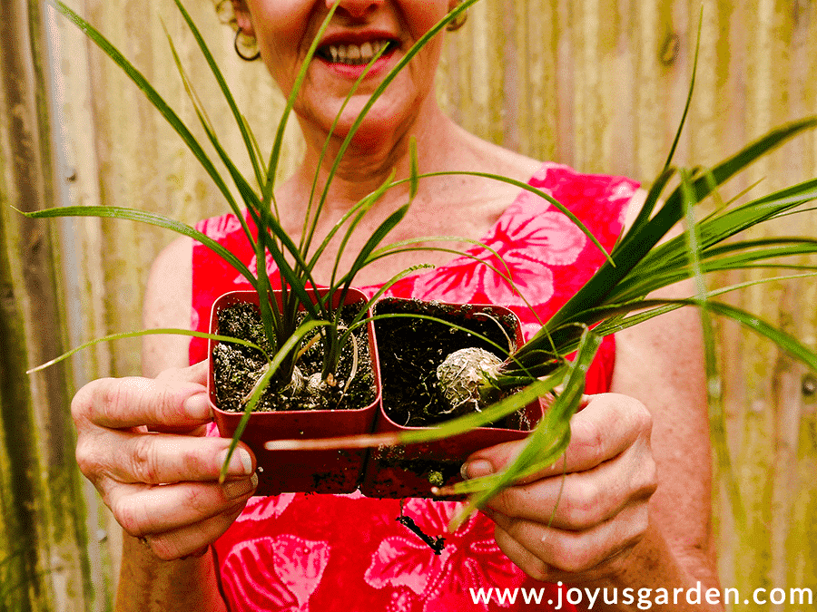 nell foster of joy us garden holds 2 small ponytail palm plants in 2 small pots