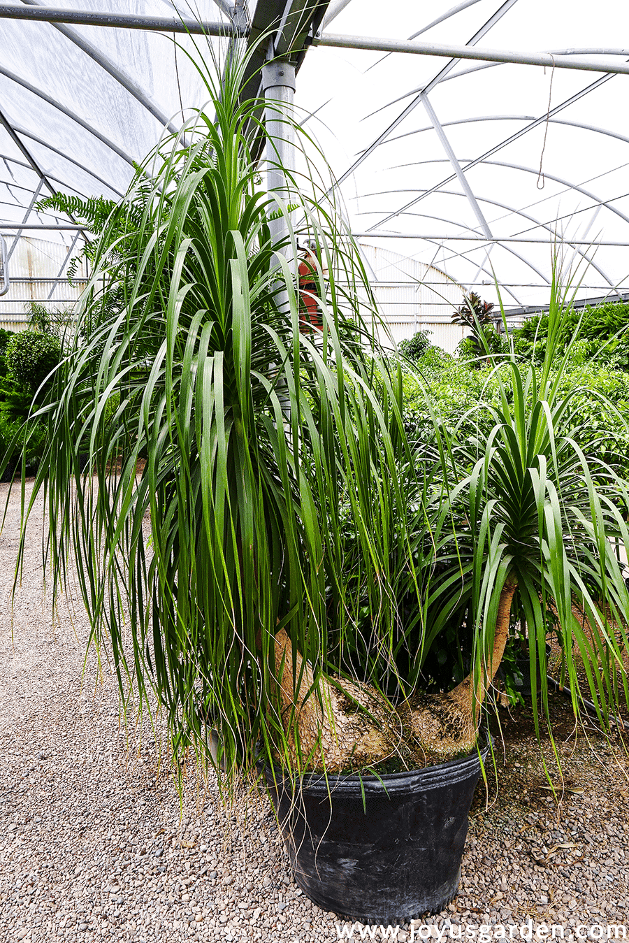 A large specimen ponytail palm plant with 2 trunks grows in a greenhouse.