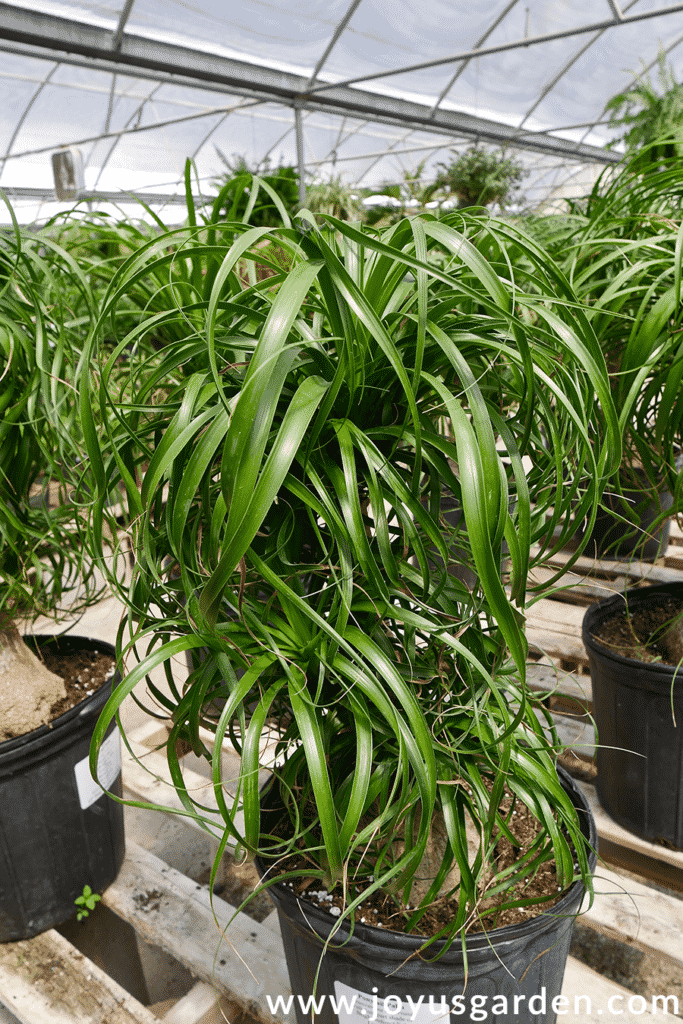 a ponytail palm beaucarnea recurvata with multiple heads grows in a greenhouse