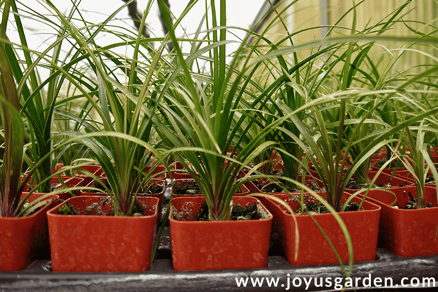 small ponytail palms beaucarnea recurvata in orange grow pots