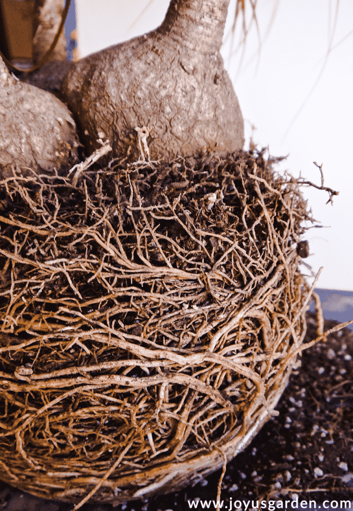 close up of the roots of a potbound ponytail palm plant