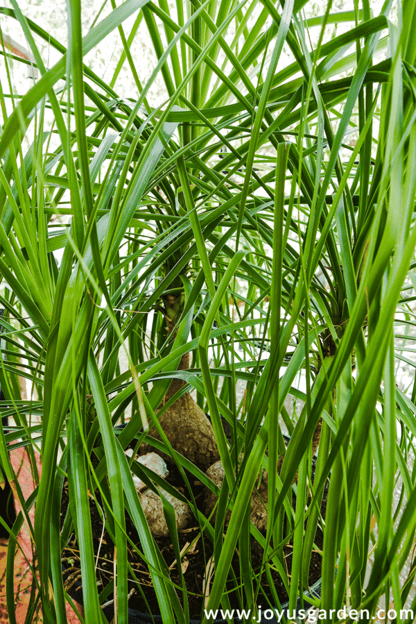 close up of a large ponytail palm plant