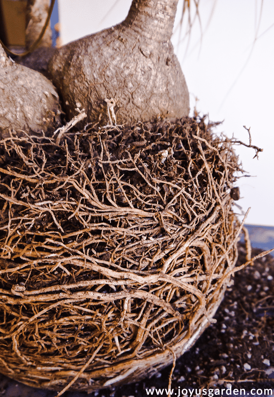 Close up of the roots of a potbound ponytail palm plant.