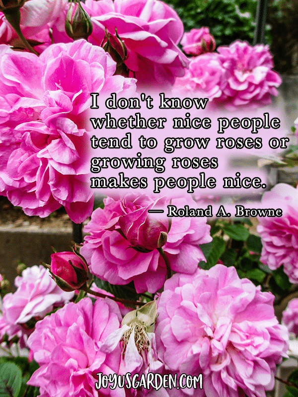 pink roses with the quote i don't know whether nice people tend to grow roses or growing roses makes people nice