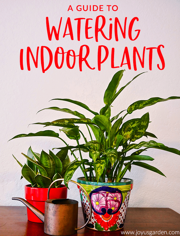 2 small houseplants in colorful pots & a copper watering can sit on a table with text a guide to watering indoor plants joyusgarden.com
