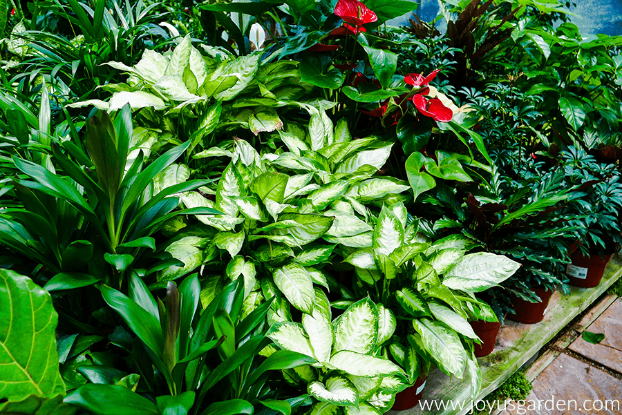 a variety of 6" houseplants for sale in a nursery