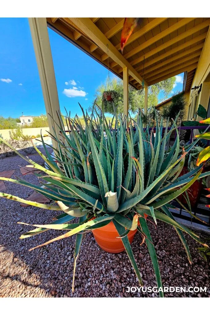 5' aloe vera plant grows in a large terra cotta pot in a garden in arizona.