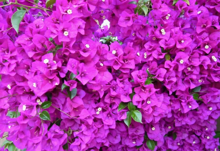 Bougainvillea Care & Growing Tips