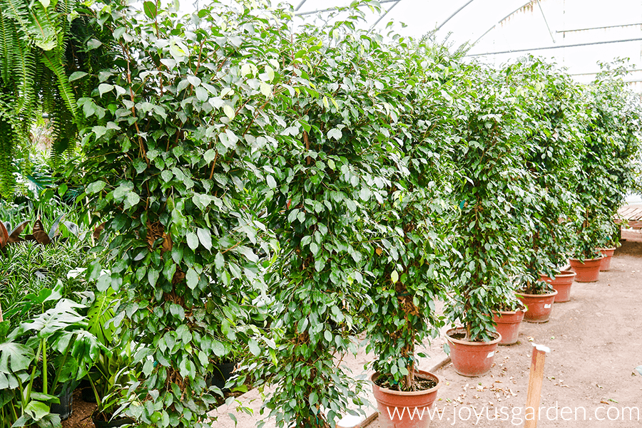 tall ficus benjamina in large pots